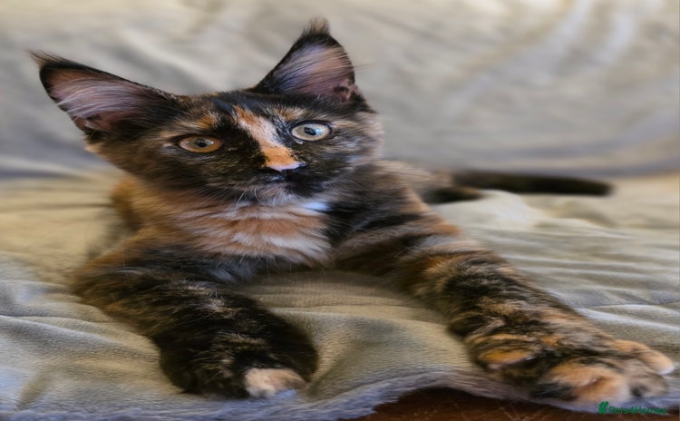 Maine Coon cats - Advert 5