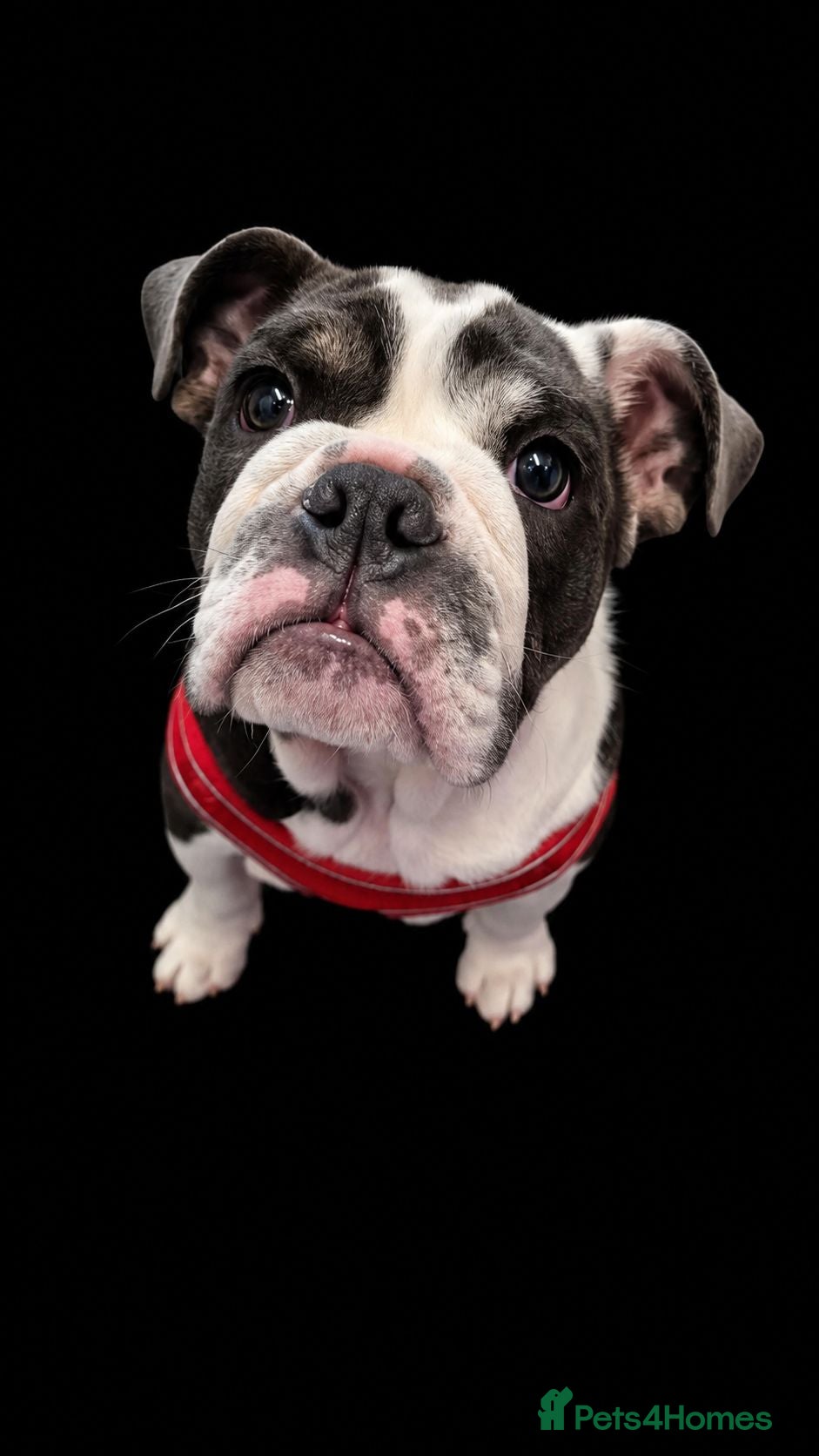 English Bulldog dogs English Bulldog puppy  - Advert 17