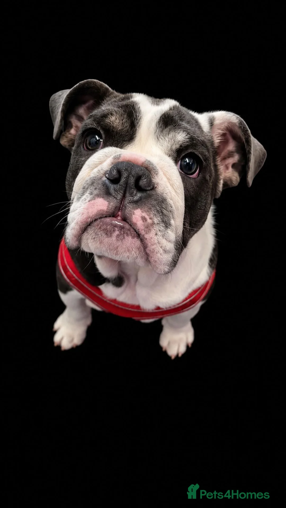 English Bulldog dogs for sale: English Bulldog puppy  - Advert 1