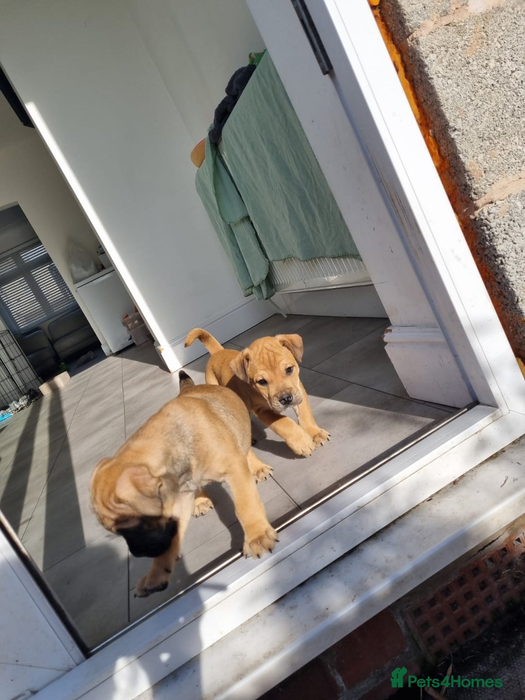 Mixed Breed dogs for sale: 2 Beautiful girl puppies  - Image 4