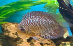 Discus fish for sale: 10 discus for sale due to house move - Advert 9
