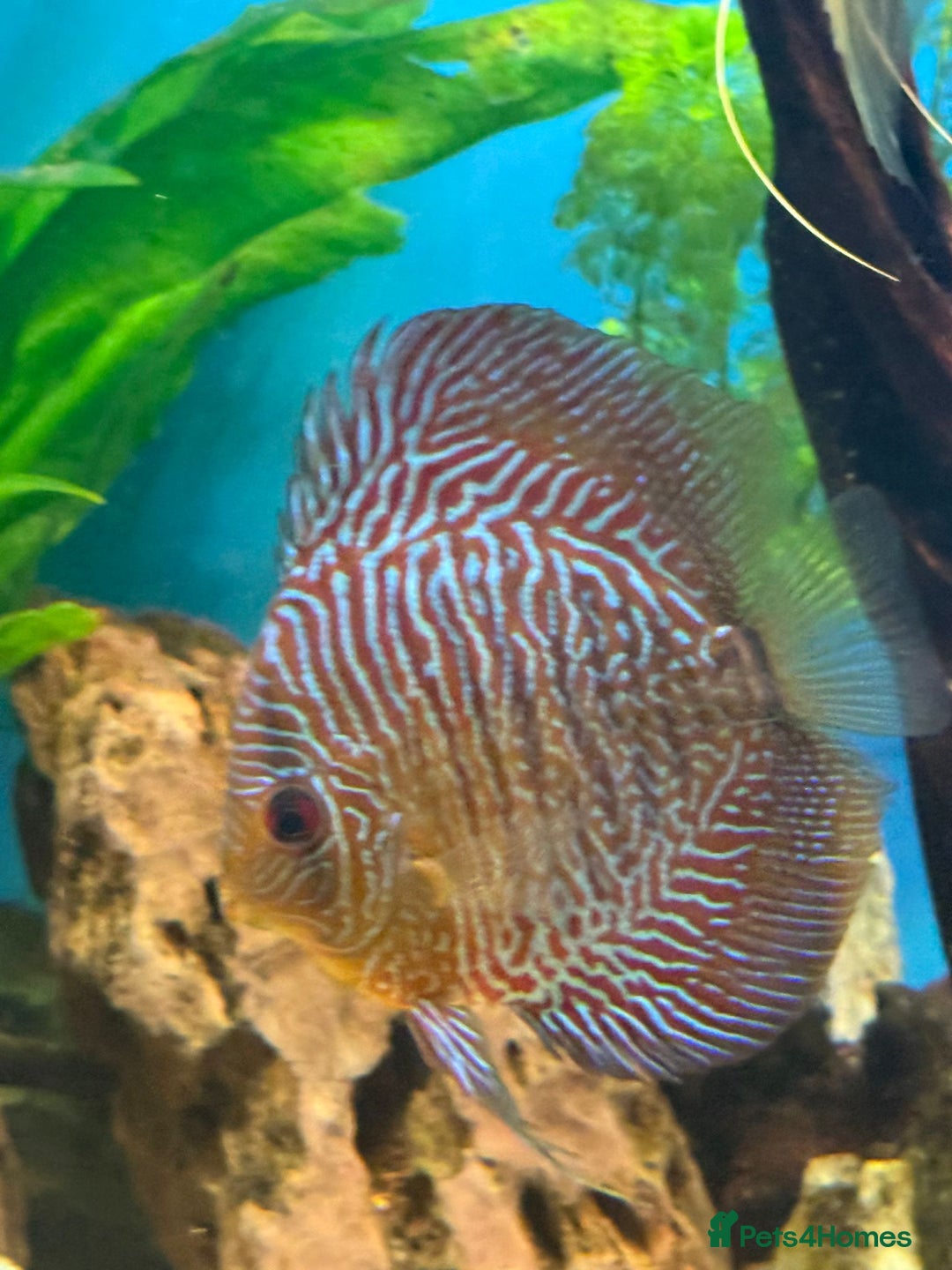 Discus fish for sale: 10 discus for sale due to house move - Advert 9