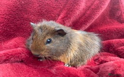 Guinea Pig rodents for sale: Boy Guinea Pigs  - Image 4