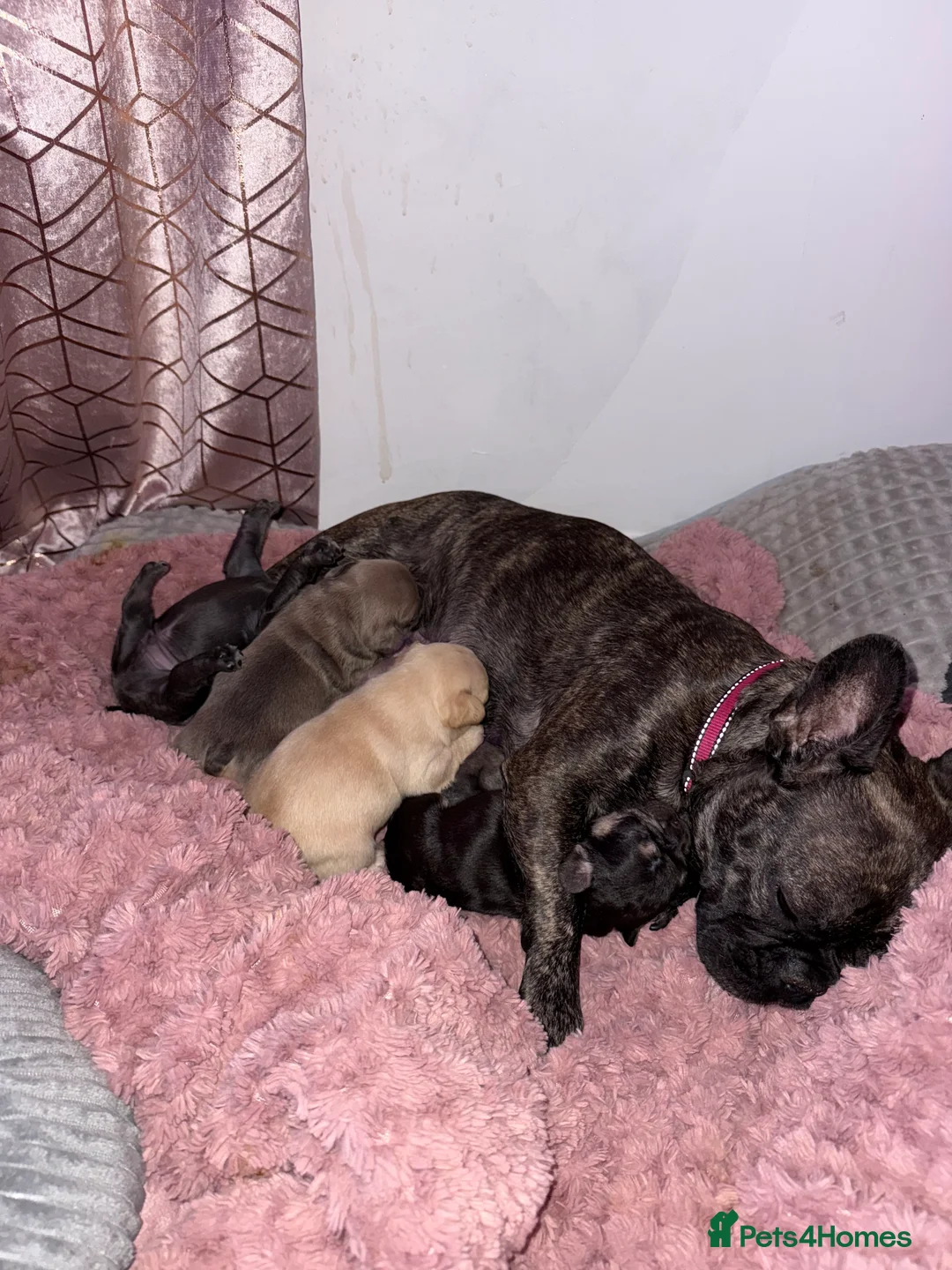 French Bulldog dogs for sale: French Bulldog Puppies - Advert 12
