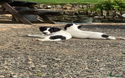 Mixed Breed dogs for sale: Border collie cross puppies  - Image 4