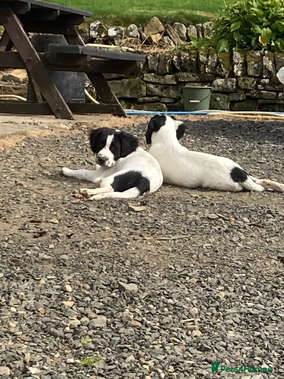Mixed Breed dogs for sale: Border collie cross puppies  - Image 4