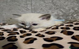 Ragdoll cats for sale: Mitted blue-point pure Ragdoll - Image 8