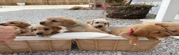 Labrador Retriever dogs for sale: 8 Labrador puppy’s for sale  - Advert 20
