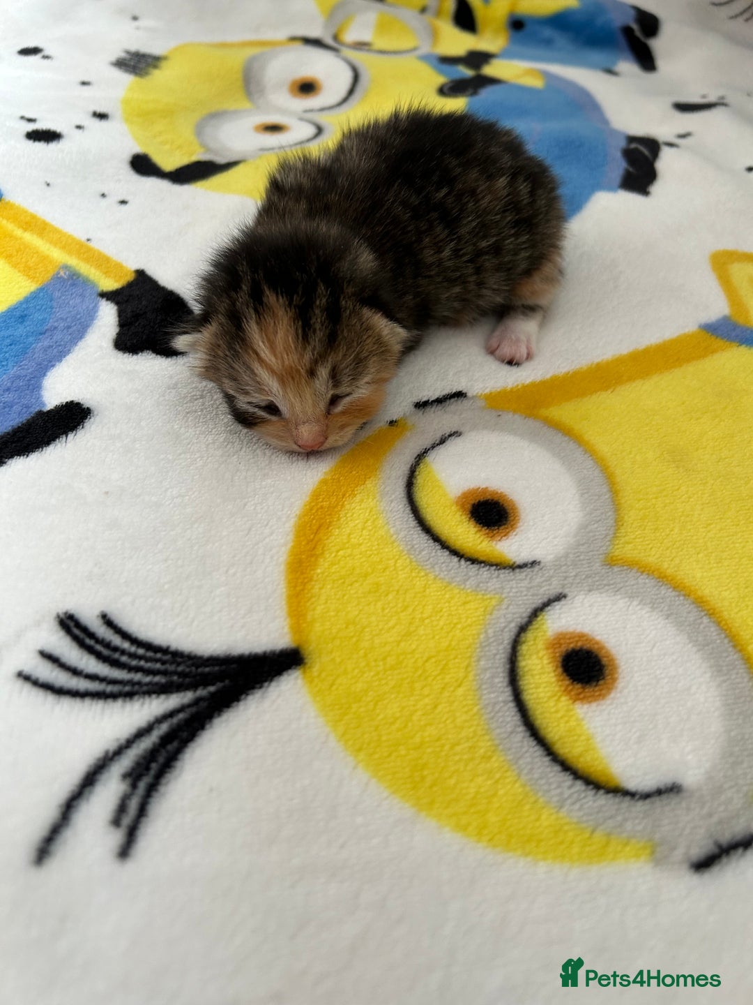 British Shorthair cats for sale: Kitten ready to leave 14th October  - Image 5