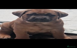 Cane Corso dogs for sale: Excellent Formentino Corso male puppies for sale.  - Image 1