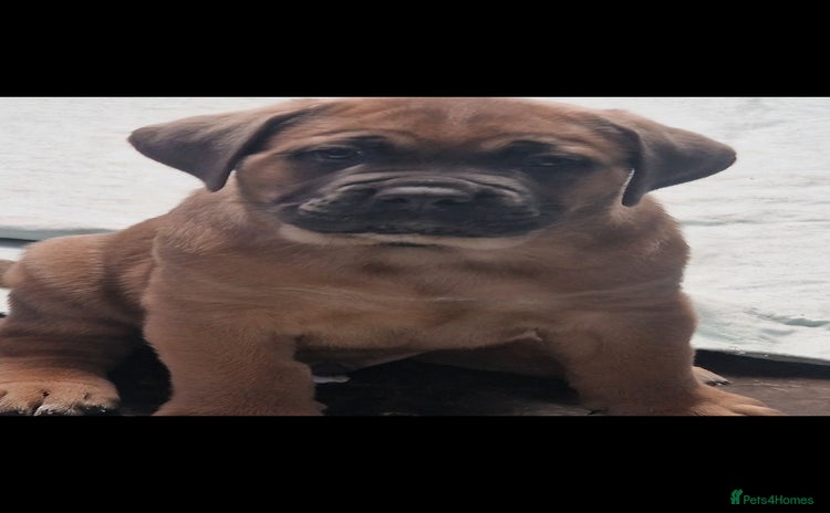 Cane Corso dogs - Advert 2