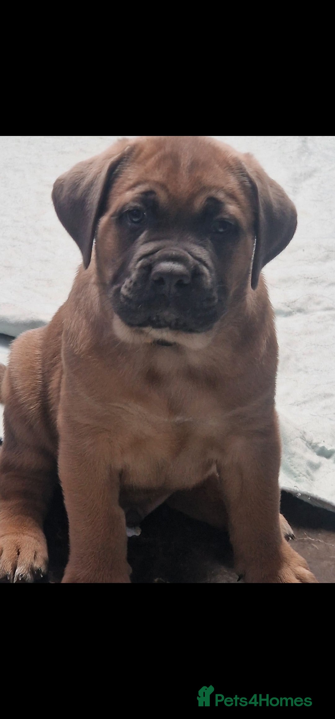 Cane Corso dogs for sale: Excellent Formentino Corso male puppies for sale.  - Image 1