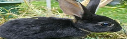 Rex rabbits for sale: Beautiful Purebred Rex Rabbits Babies - Advert 5