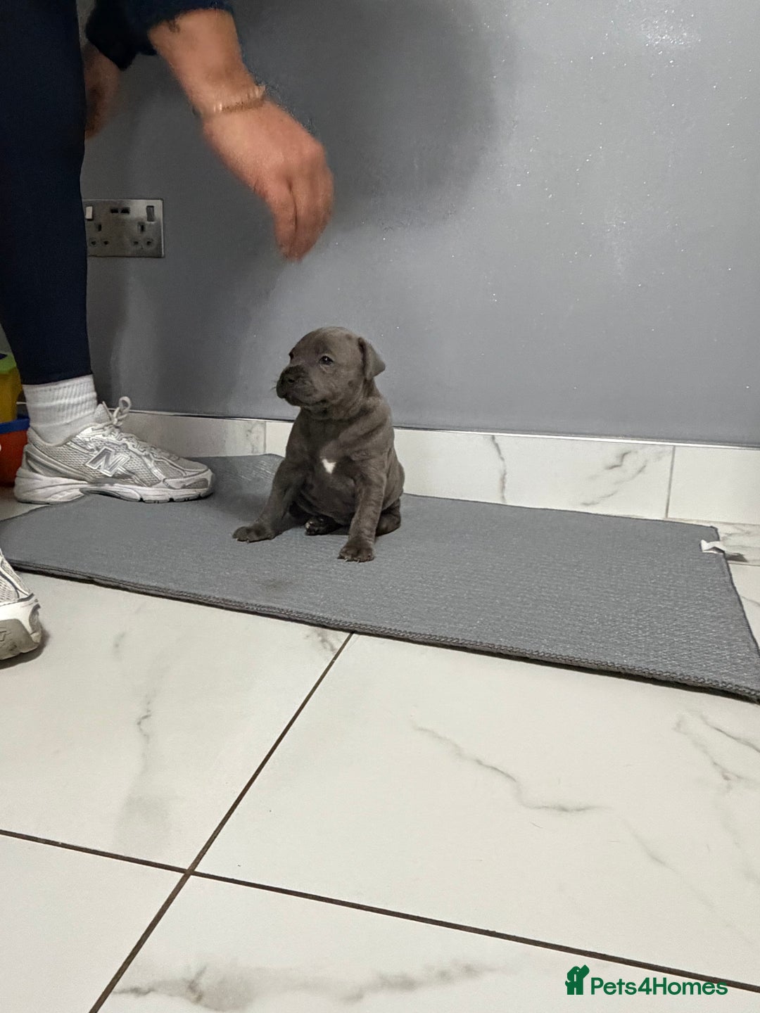 Staffordshire Bull Terrier dogs for sale: Blue staff puppies  - Image 10