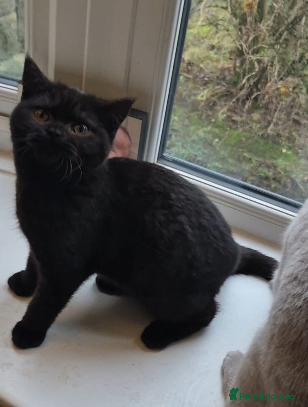 British Shorthair cats for sale: Bsh babies*ready to leave* - Advert 7