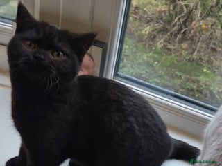 British Shorthair cats Bsh black boy*ready to leave* - Advert 18