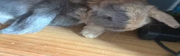 Mixed Breed rabbits for sale: Baby bunnies  in Wellingborough - Advert 2