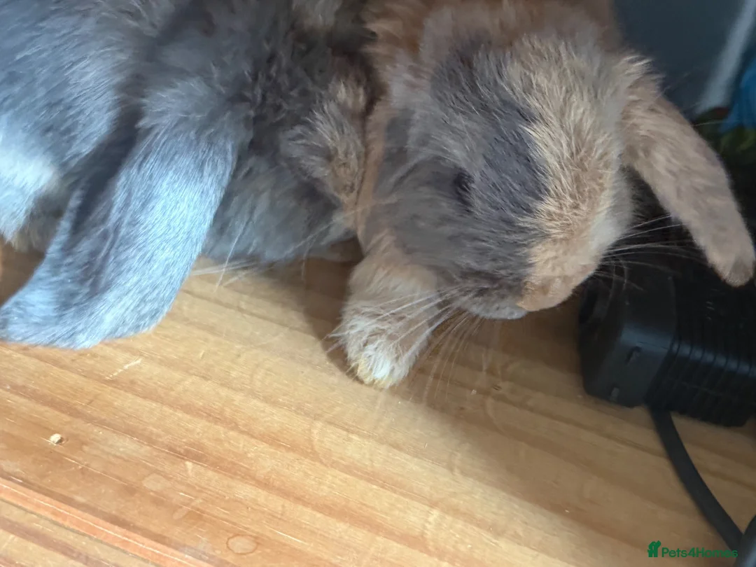 Mixed Breed rabbits for sale: Baby bunnies  in Wellingborough - Advert 2