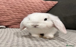 Mini Lop rabbits for sale: Beautiful mini lop rabbits for sale - Image 5