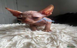 Sphynx cats for sale: Sphynx kittens - Image 13