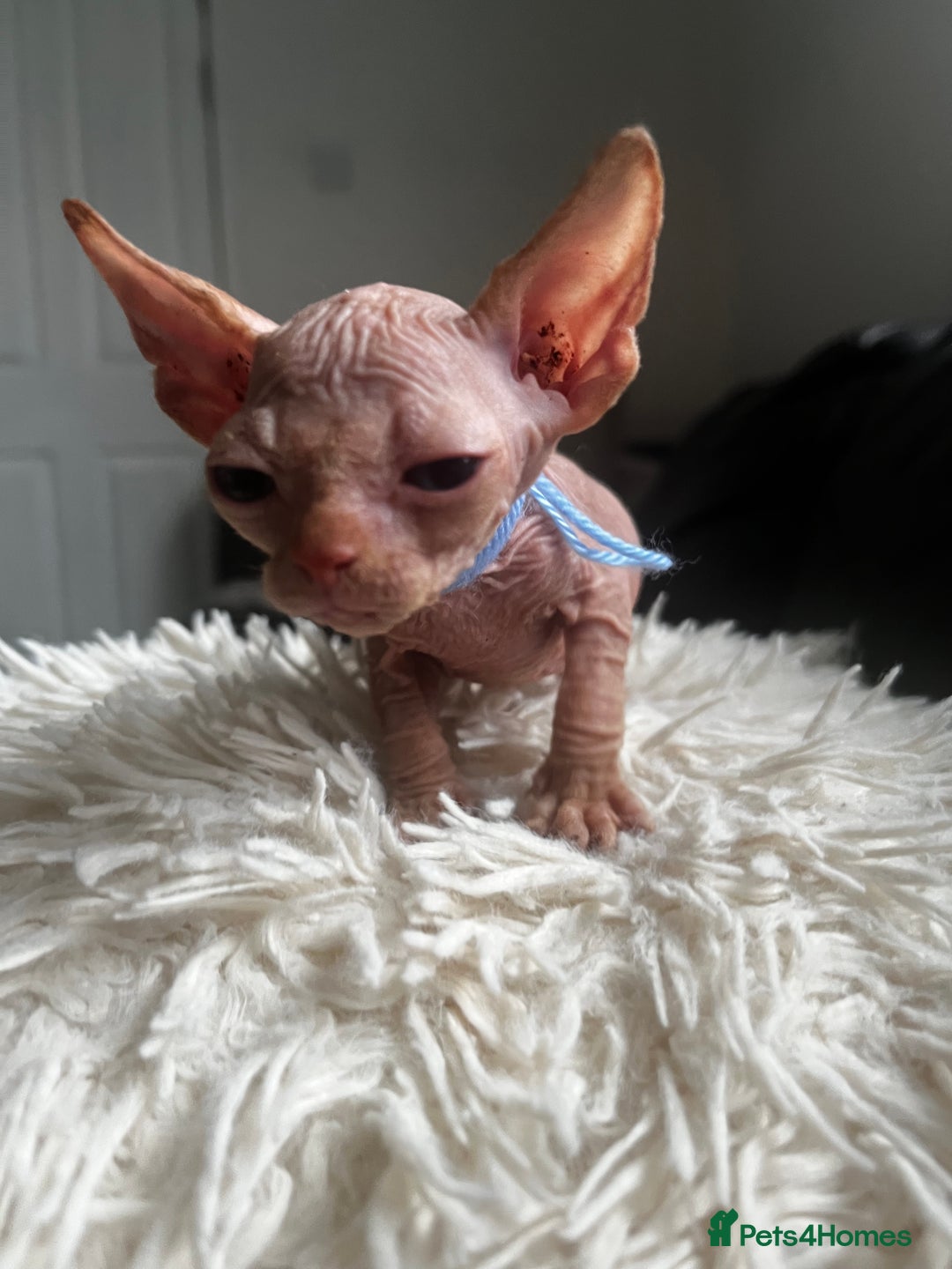 Sphynx cats for sale: Sphynx kittens - Image 13