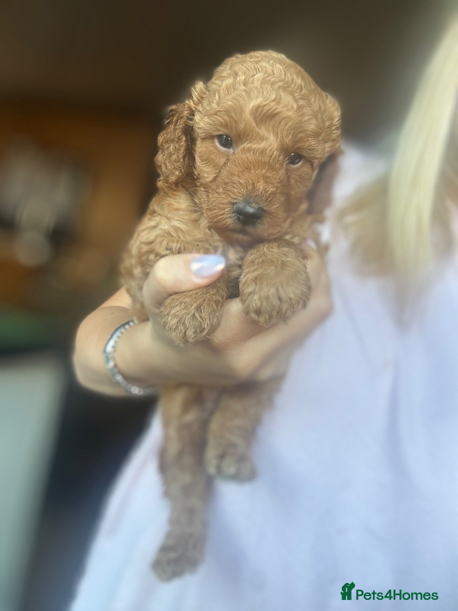 Toy Poodle dogs Toy poodle puppies looking for there forever home  - Advert 1
