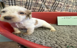 Cocker Spaniel dogs for sale: Two cocker spaniel litters for sale - Image 14