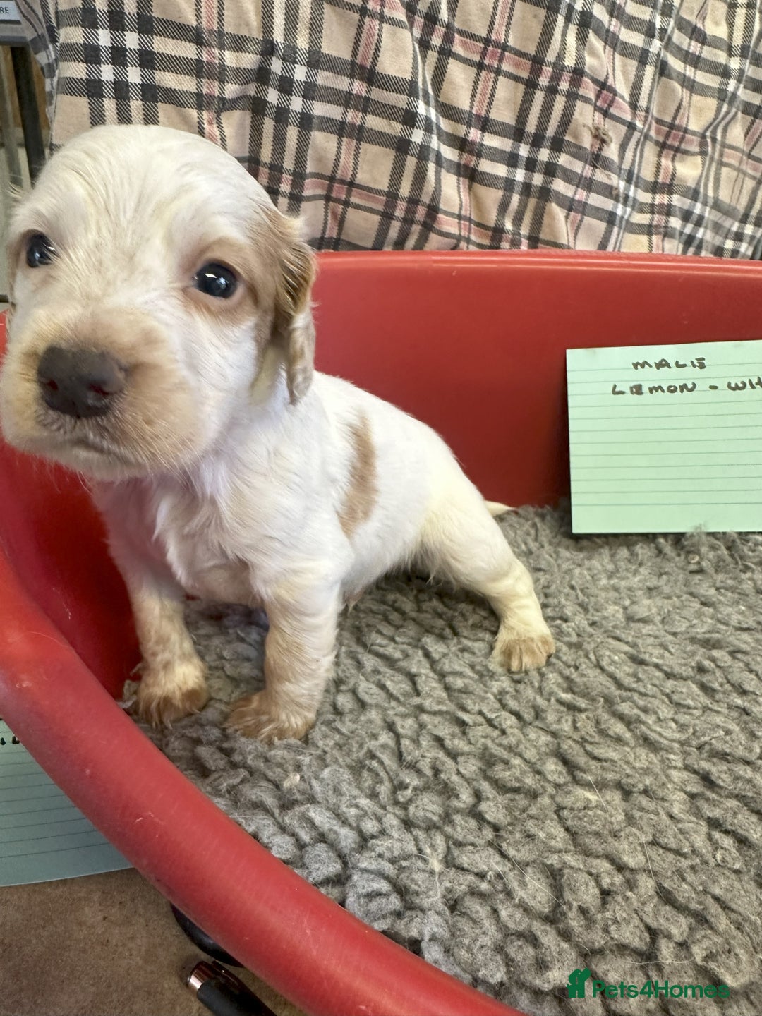 Cocker Spaniel dogs for sale: Two cocker spaniel litters for sale - Image 14