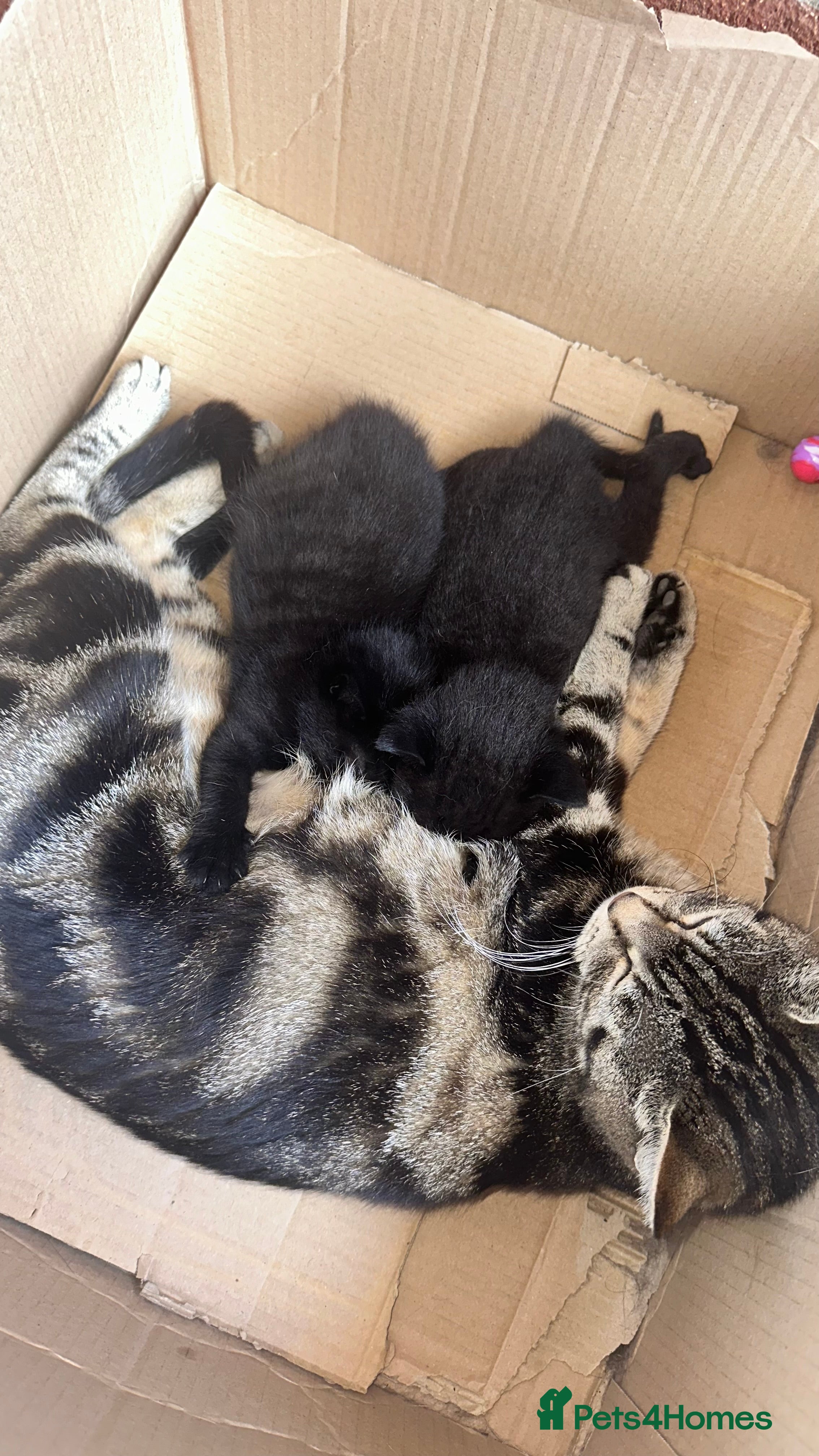 Mixed Breed cats Cuddly Kittens (Ready to Go) - Advert 2
