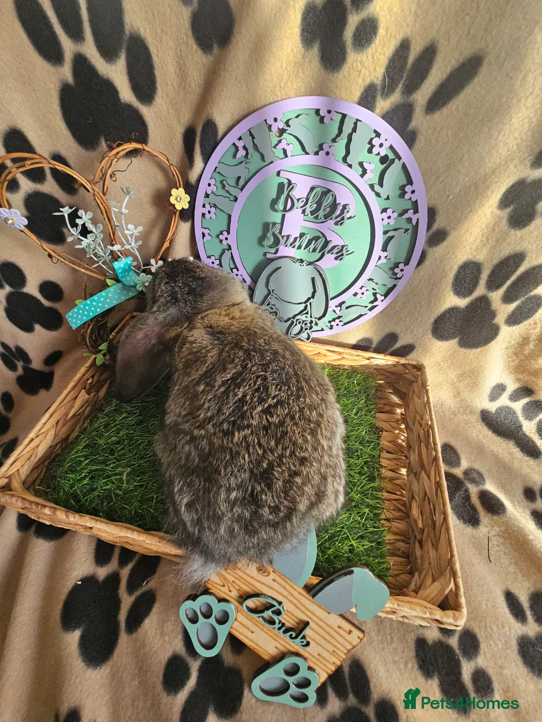 French Lop rabbits for sale: Vaccinated Giant French Lops - Advert 17