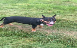 English Bull Terrier dogs for sale: Beautiful English bull terrier  - Image 2