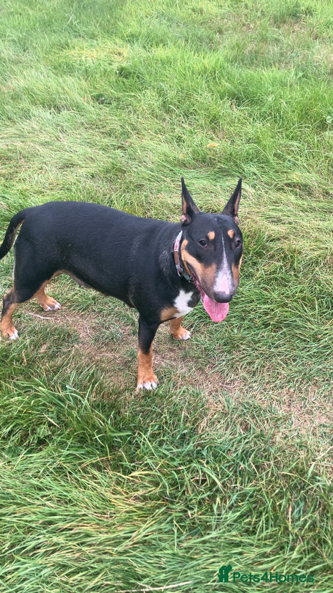 English Bull Terrier dogs for sale: Beautiful English bull terrier  - Image 2