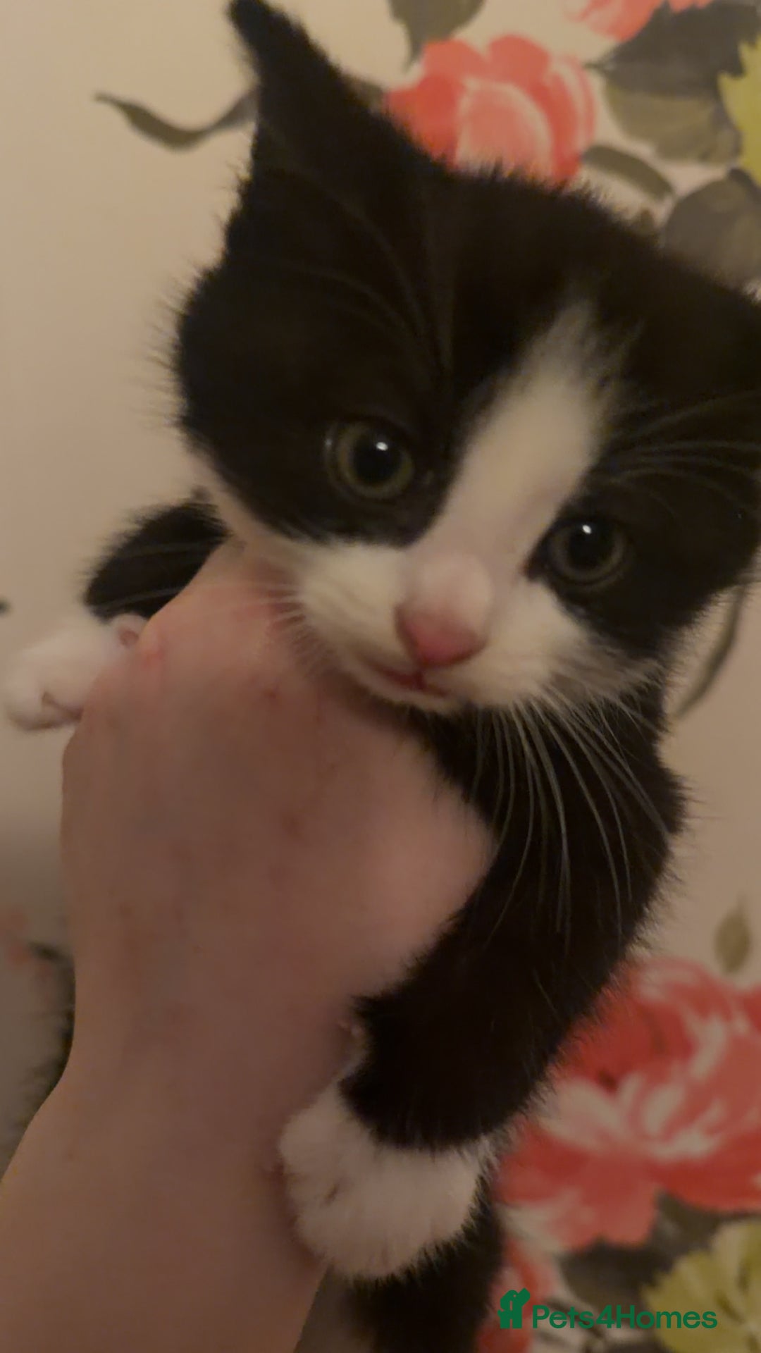 Mixed Breed cats for sale: 4 beautiful kittens  - Advert 4