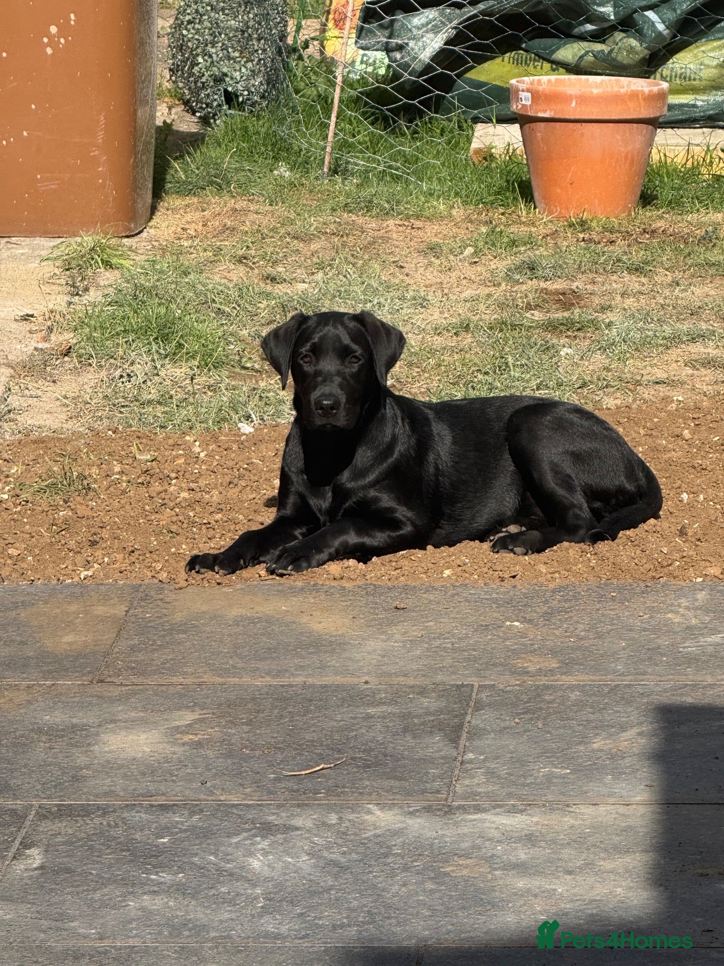 Labrador Retriever dogs Labrador  - Advert 4