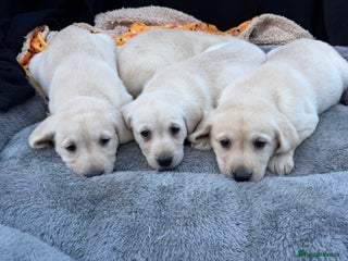Labrador Retriever dogs Labrador puppies - Advert 5