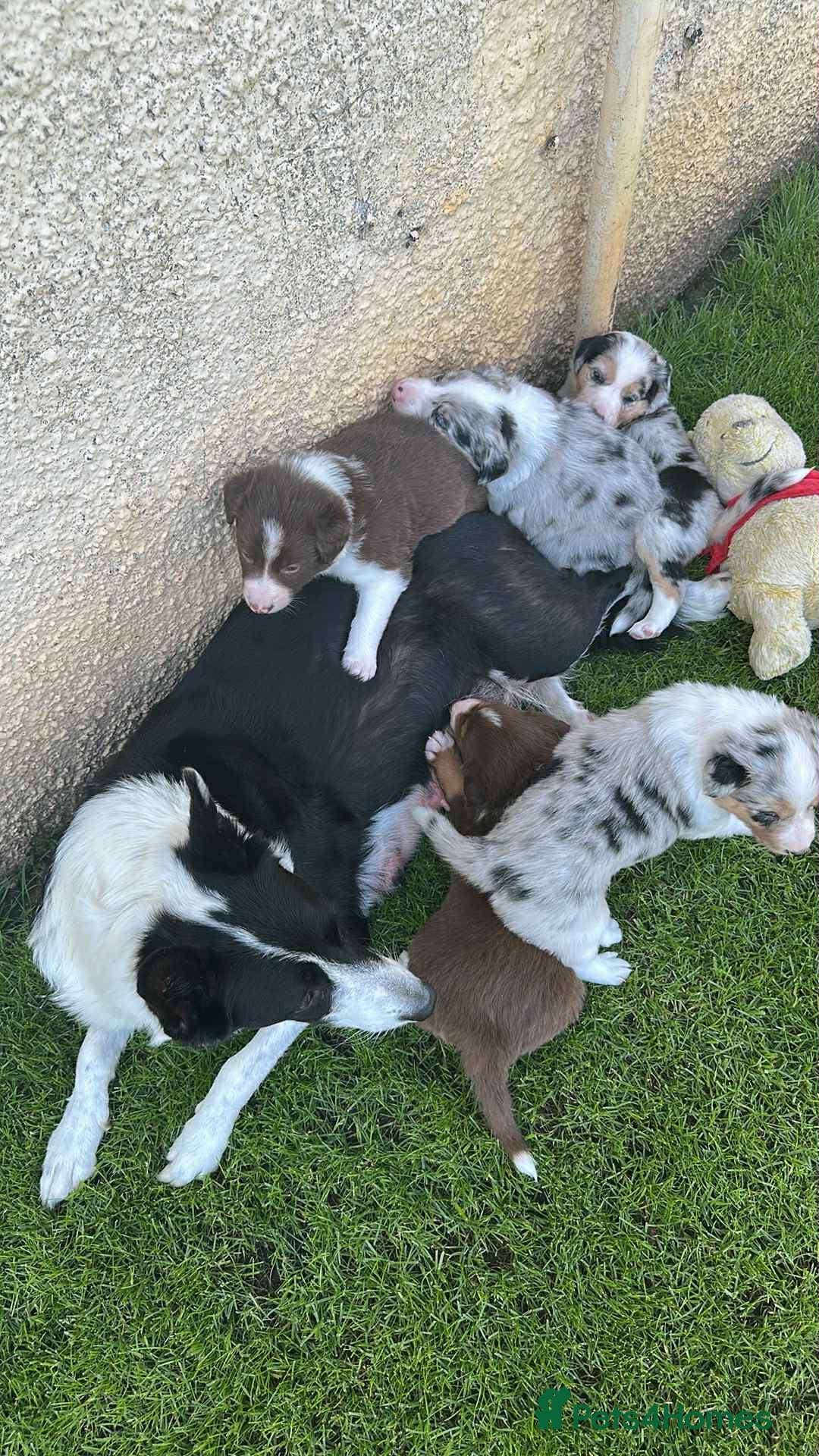 Border Collie dogs for stud:  Snoop - Image 18