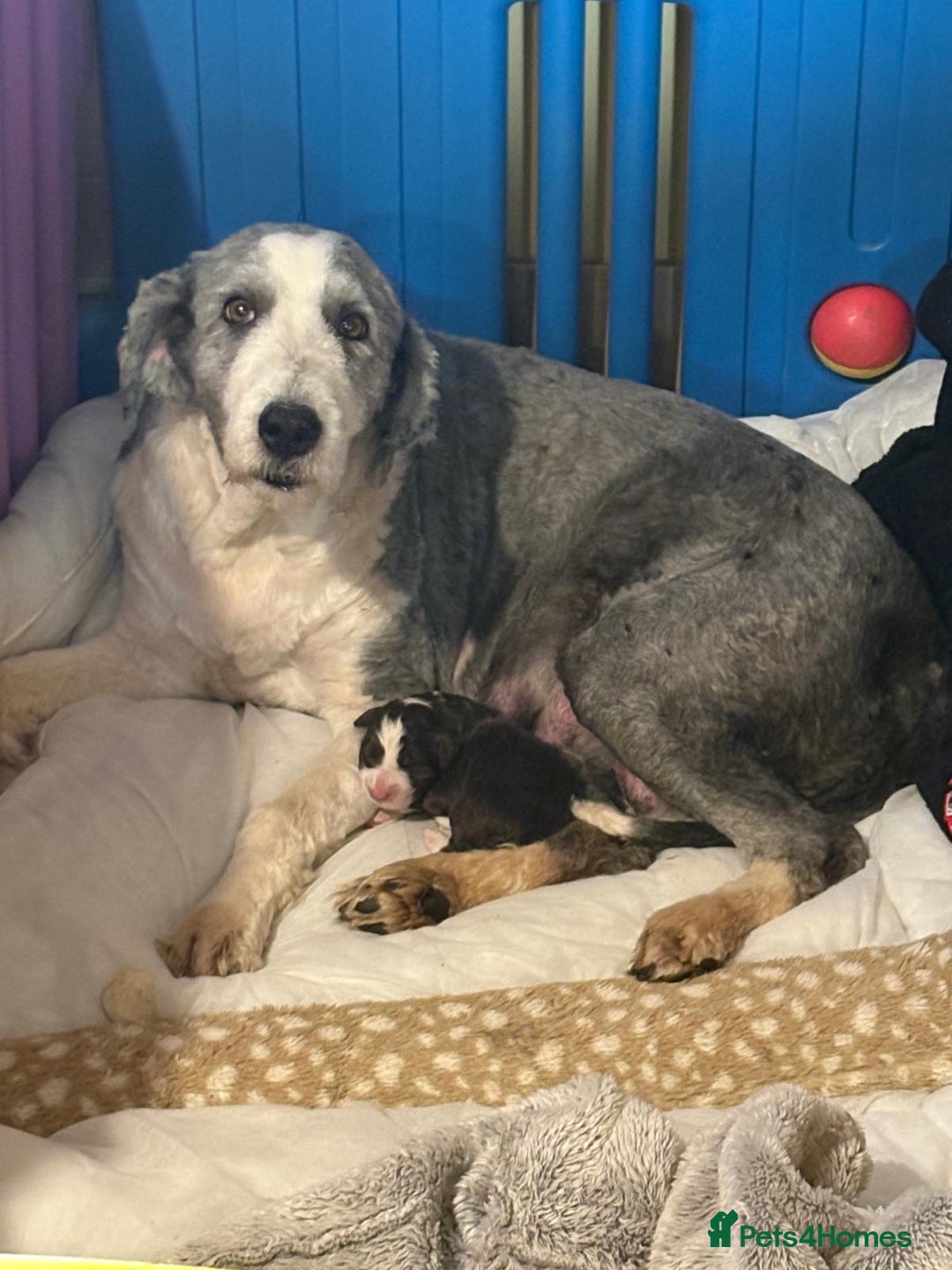 Bearded Collie dogs for sale: Bearded Collie Boy - Advert 1