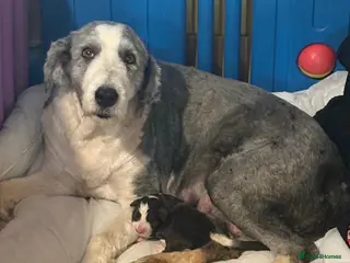 Bearded Collie dogs Bearded Collie Boy - Advert 1