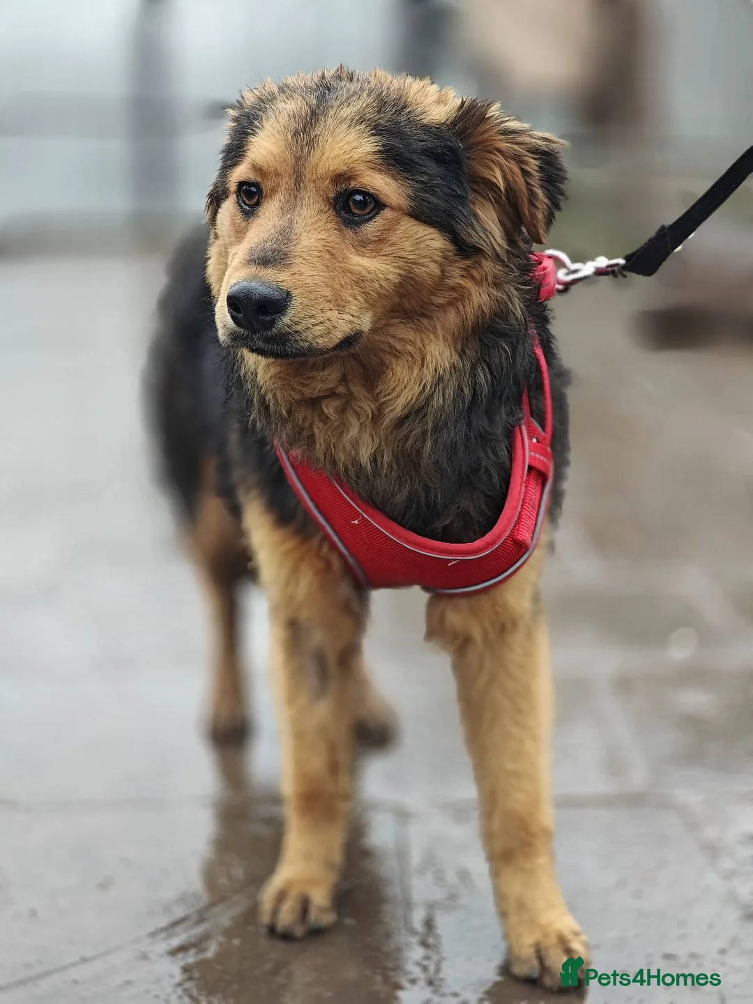 Mixed Breed dogs for adoption: 💙🐶 MIKEY – HE COMES… AND WAITS TO BE NOTICED in Burton-on-Trent - Advert 1