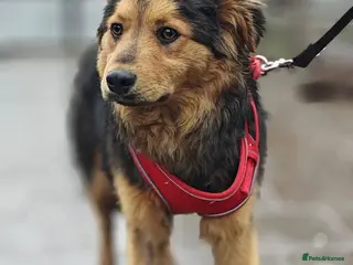 Mixed Breed dogs 💙🐶 MIKEY – HE COMES… AND WAITS TO BE NOTICED - Advert 3