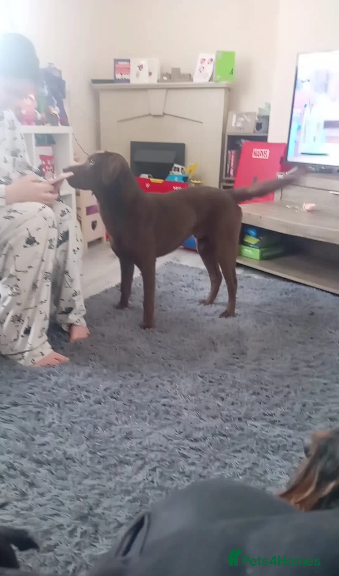 Labrador Retriever dogs for sale: Chocolate Labrador 7/8 Months in Cardiff - Advert 2