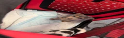 Jack Russell dogs for sale: DONJACKS - stunning imported lines blue GIRL - Advert 4