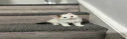 Mixed Breed cats for sale: 3 gorgeous kittens - Advert 9