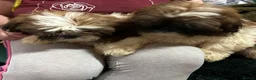 Shih Tzu dogs for sale: Shih Tzu puppy  - Advert 3