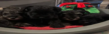 Miniature Schnauzer 5