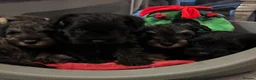 Miniature Schnauzer dogs for sale: Miniature schnauzers in Newark - Advert 25