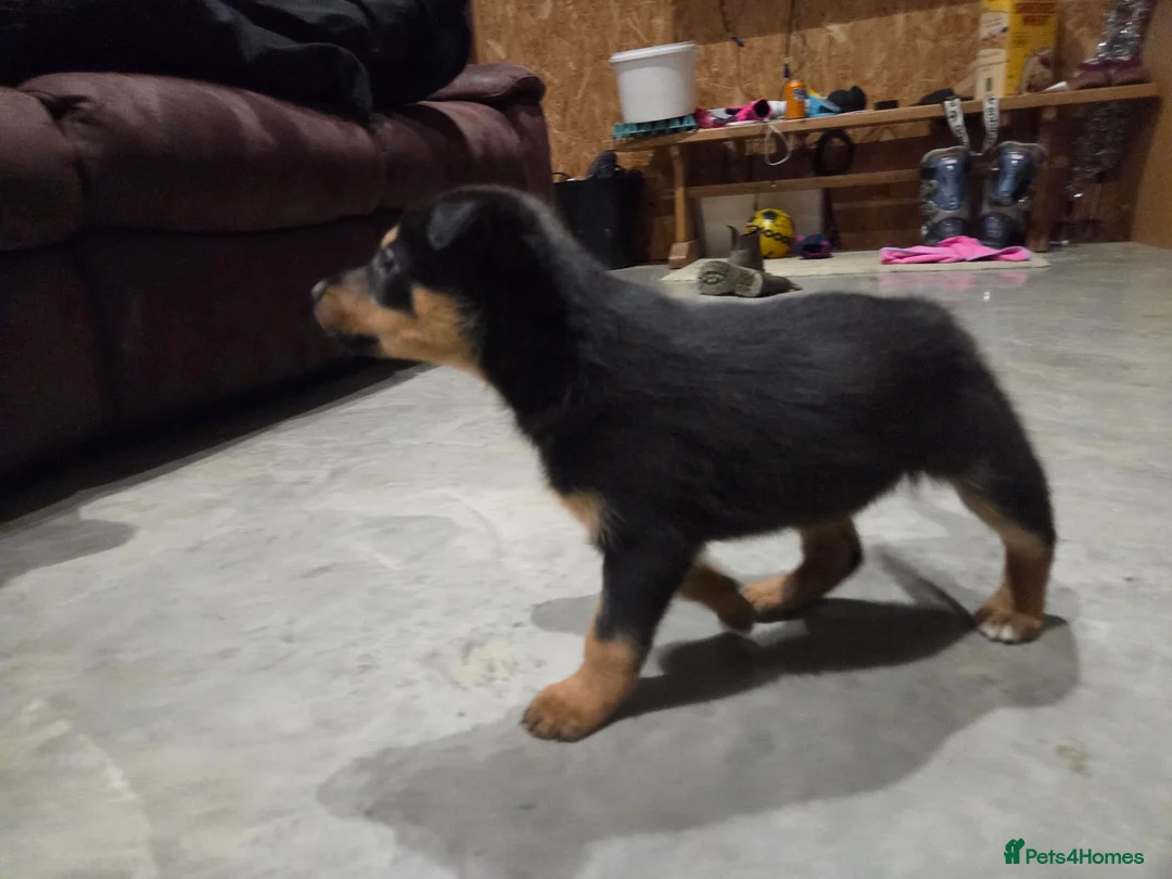 Mixed Breed dogs for sale: Beautiful Black & Tan and Brown & Tan Kelpie cross - Advert 9