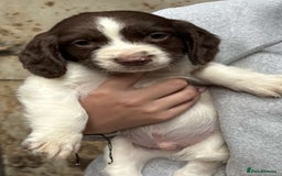 English Springer Spaniel dogs for sale: Springer pups - Image 1