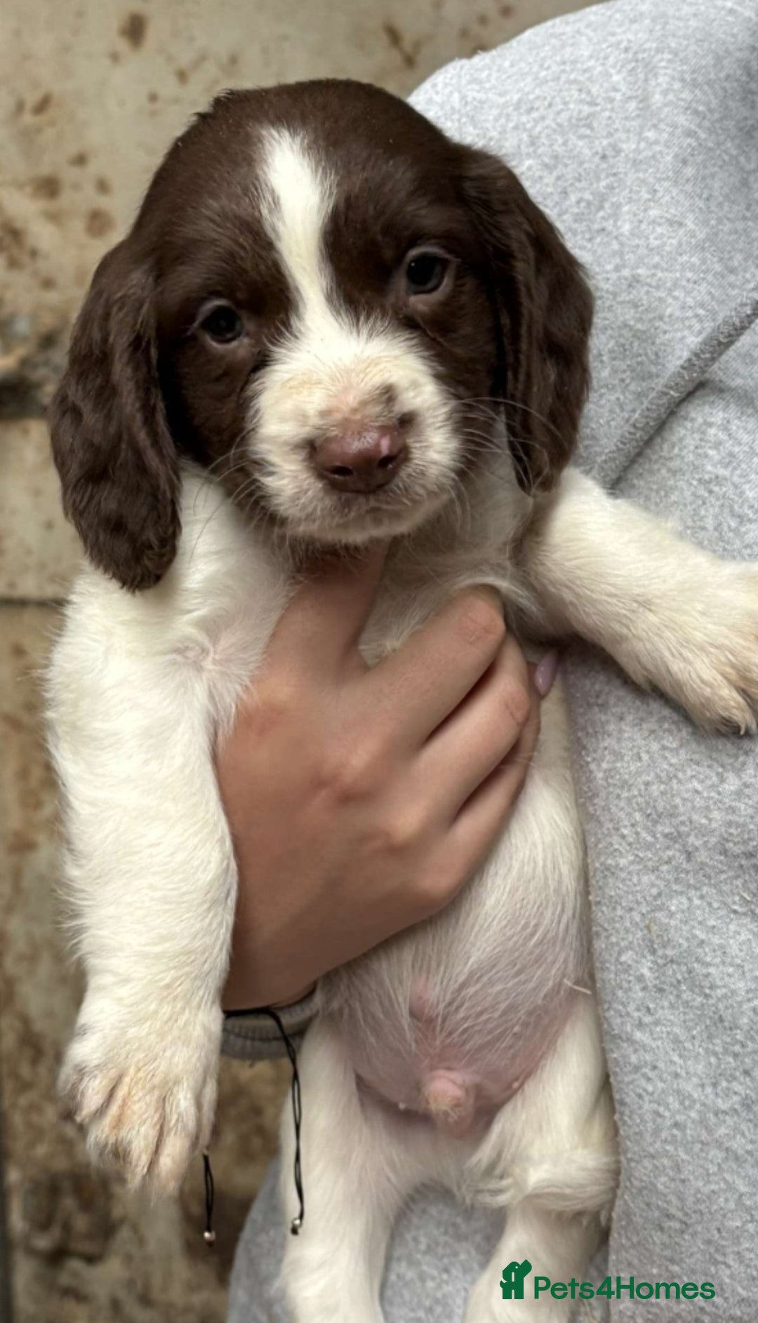 English Springer Spaniel dogs for sale: Springer pups - Image 1