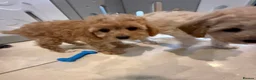 Cavapoochon dogs for sale: Toy Cavapoo-chon Puppies (TOY CAVAPOOCHON) - Advert 8